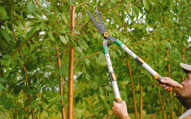 Tree trimming in Coalfield, TN